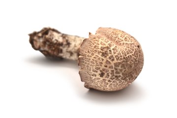 Almond mushrooms